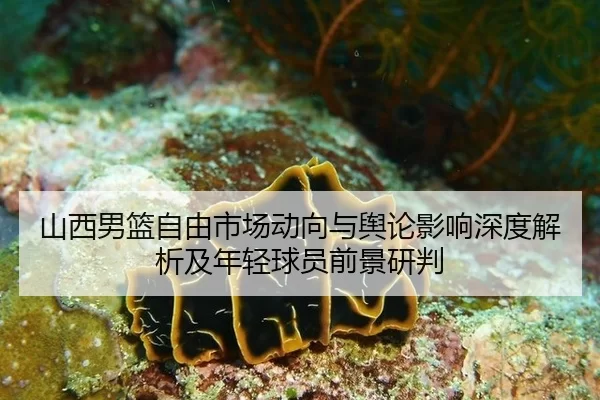山西男篮自由市场动向与舆论影响深度解析及年轻球员前景研判